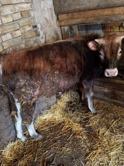 Продавам Мъжки телета