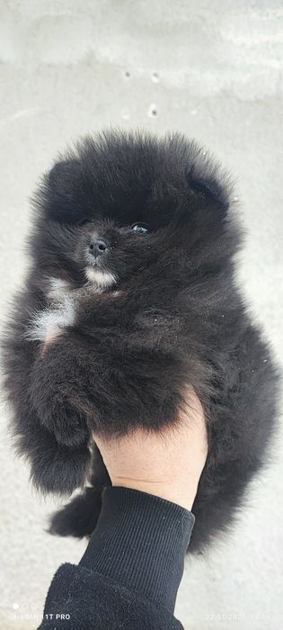 Померан,померанче