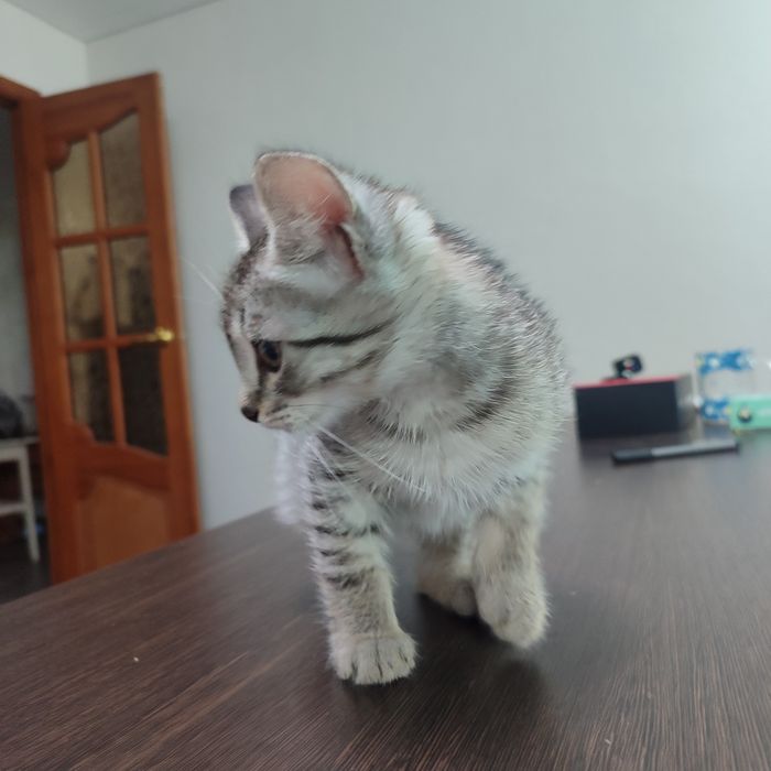 Котята ищут дом, отдам в добрые руки