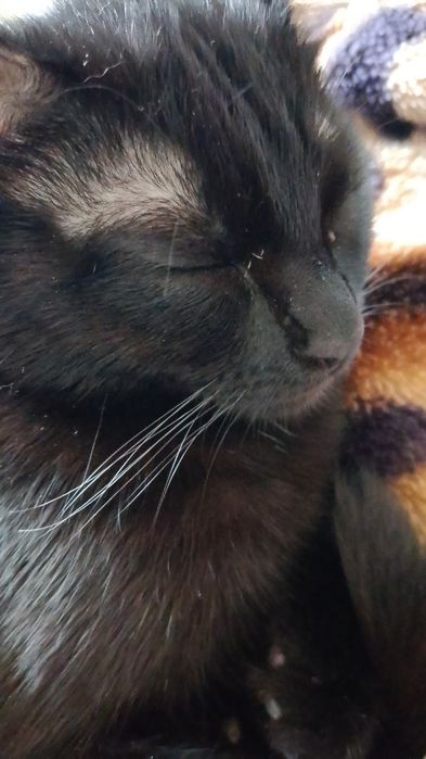 Кошка 6-7 месецев