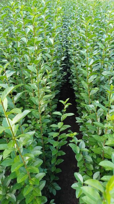 Лигуструм на гол корен