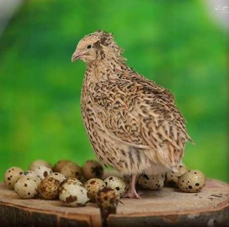 Oua prepelițe de vânzare