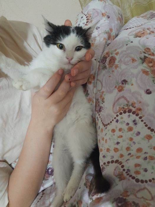 Отдаём даром в хорошие и добрые руки котята очень послушный