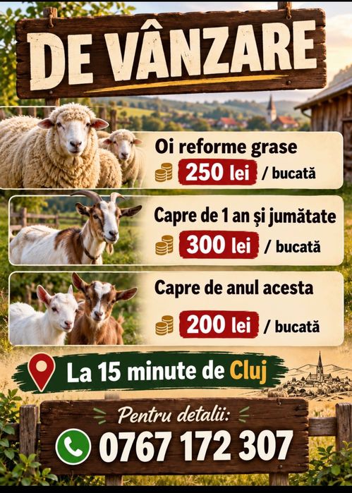 Capre Metis de vanzare