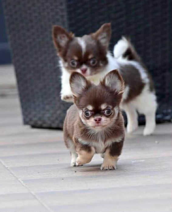 Мъжки дългокосмести мини чихуахуа шоколадови