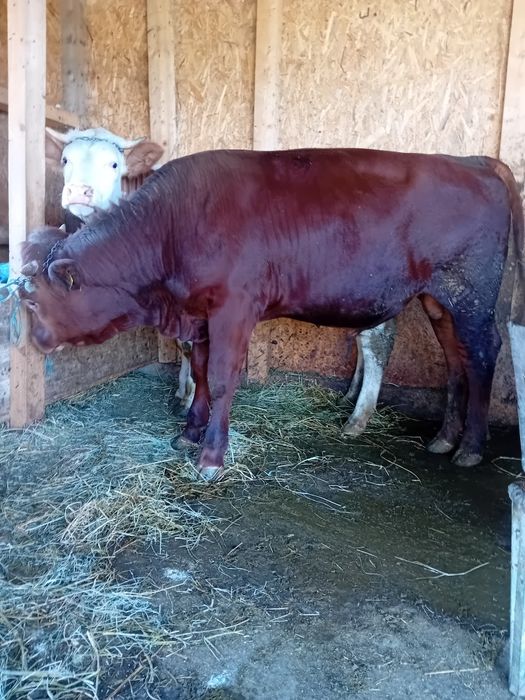 Tauras angus opt luni