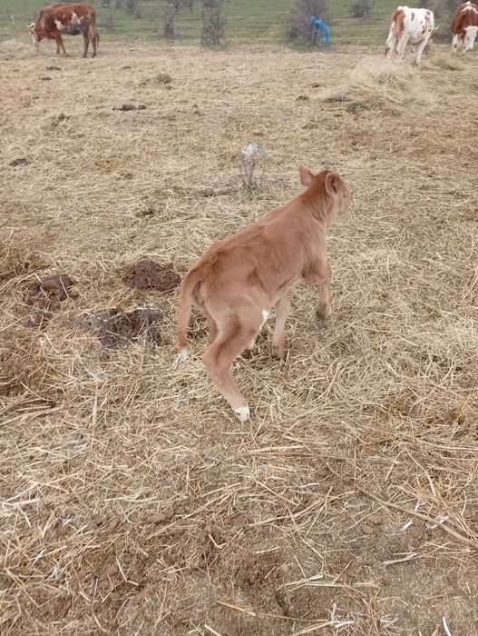 Vitea baltata 10 zile