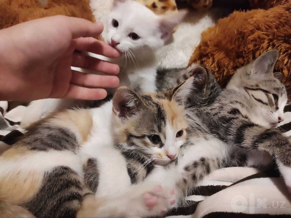 Бесплатно 4 котят (mushuk)