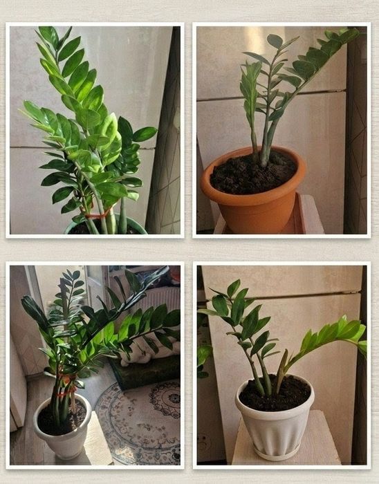 Продам комнатные растения