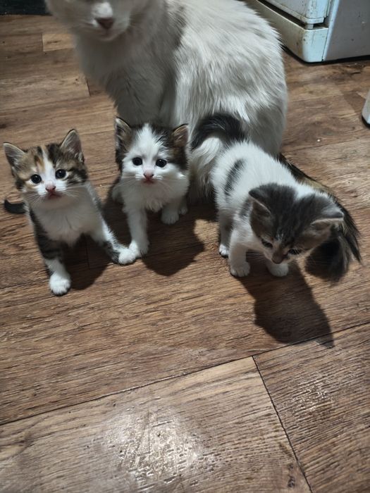 Котята в добрые руки
