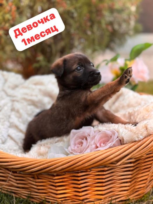 Девочка собачка отдаем в добрые руки