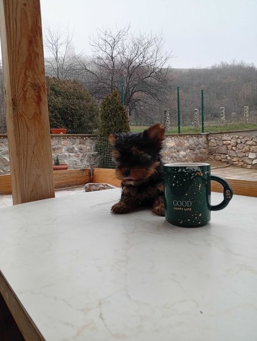 Продавам йоркширски териер