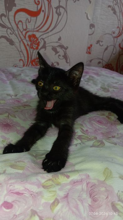 Срочно Отдам котёнка в добрые руки