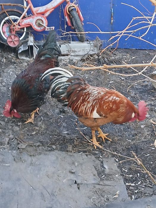 Продаю петухов  ,,
