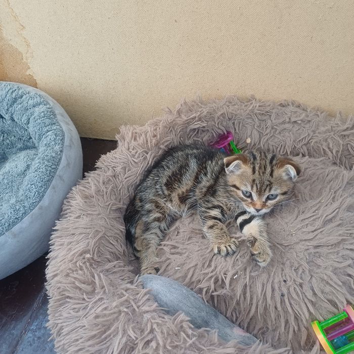 шотландские котята