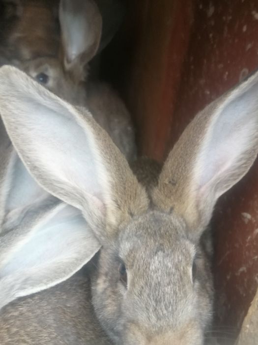 Iepuri  de rasă pura