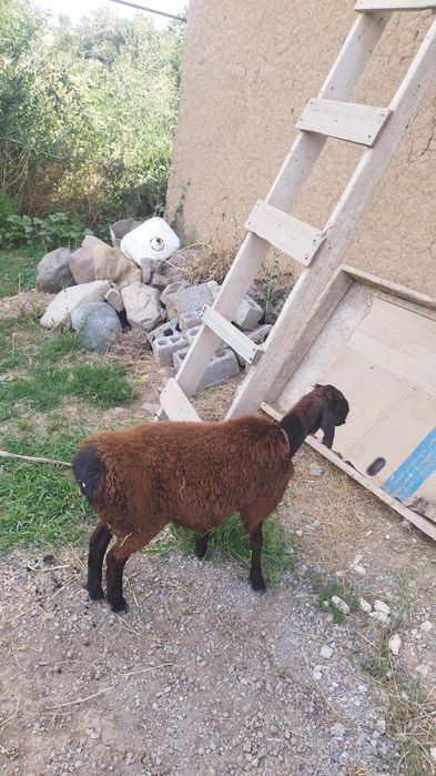 Qochqor qozilar 2 ta