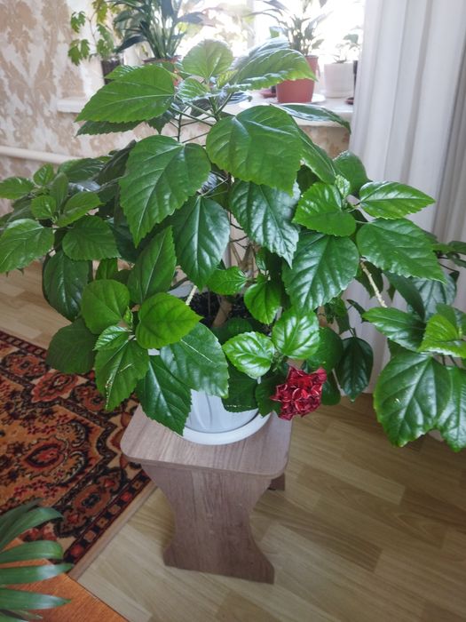 Комнатные цветы продам