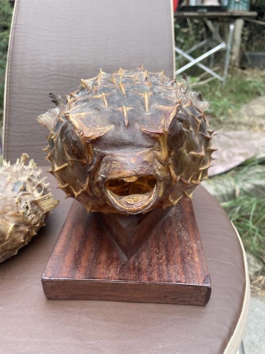 Pesti balon perfecti