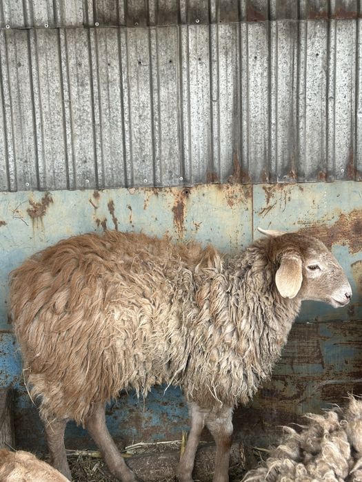 Кой сатылады