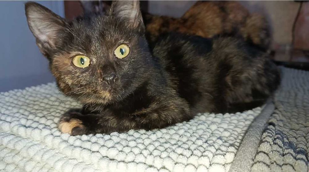 Котёнок девочка, 4 месяца