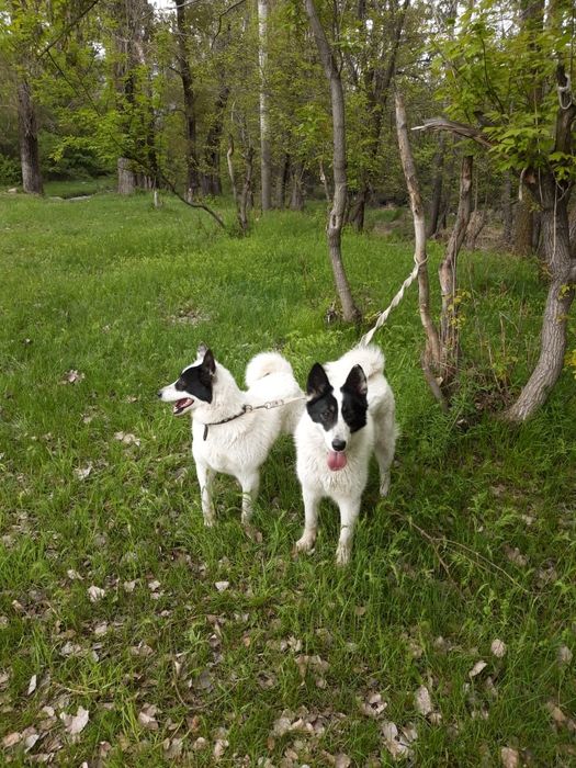 Лайка девушки лайка