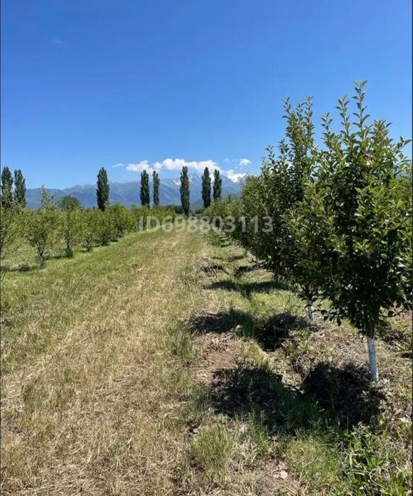 Яблоневый сад 3,35га