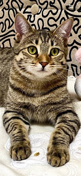 Котята-подростки в добрые руки