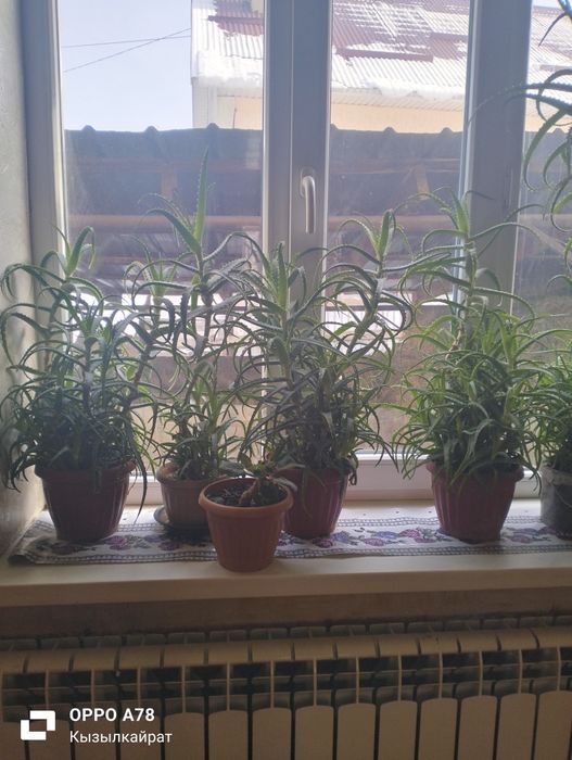 Продам алоэ  алоэ