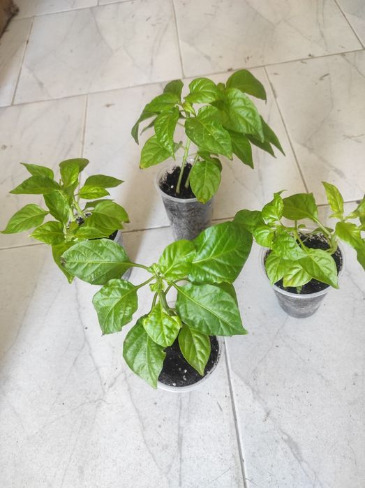 Red habanero ( червено хабанеро),разсад