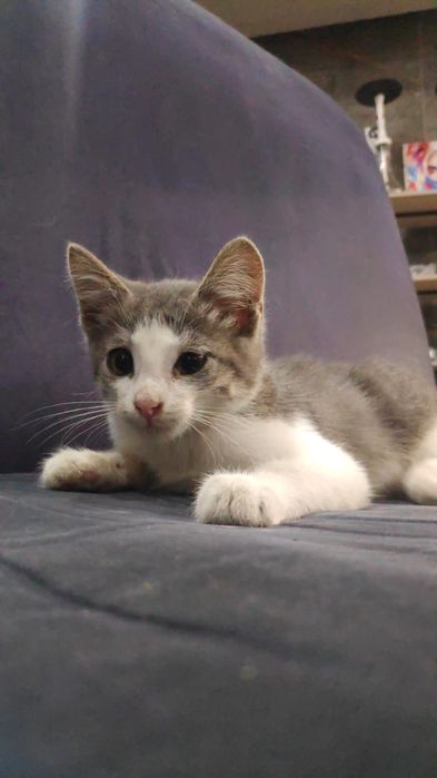 Котёнок ищет любящую семью