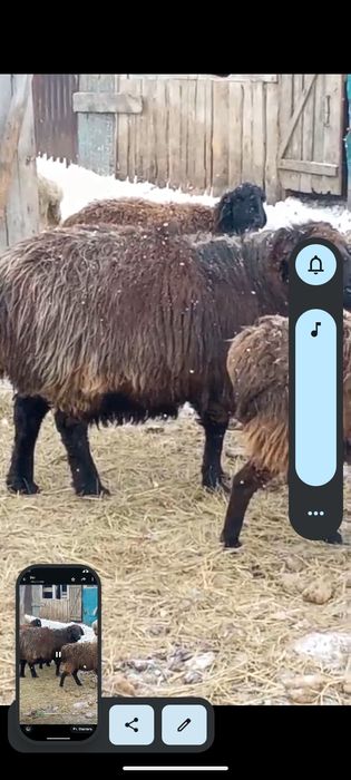 Племенной Баран Гиссар