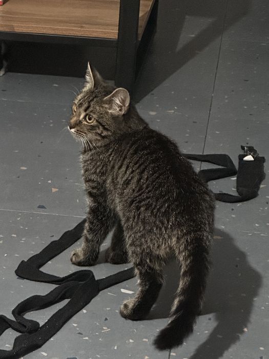 Котенок подросток