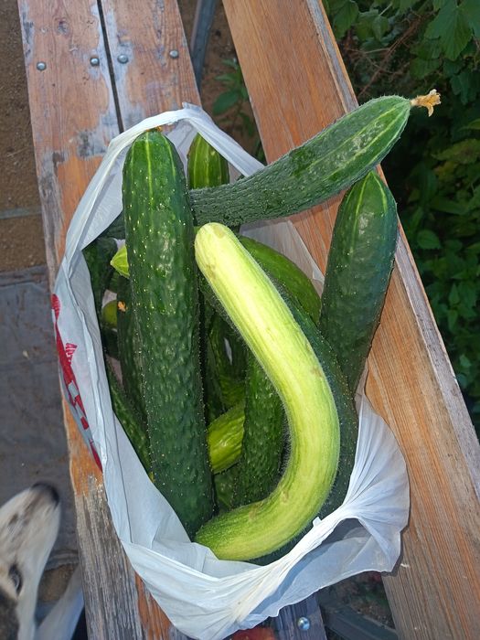 Продам помидоры и огурцы