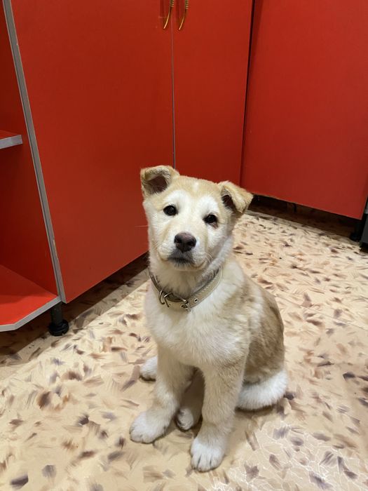 Щенок лабрадор-овчарка, девочка Лия, 2,5 месяца