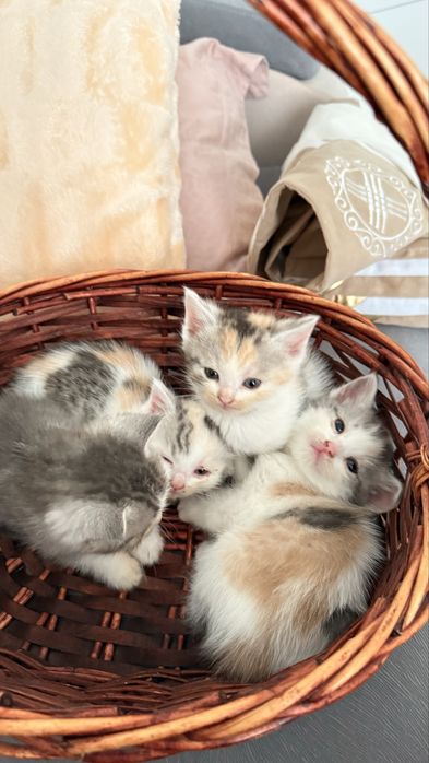 Отдам в добрый руки котят