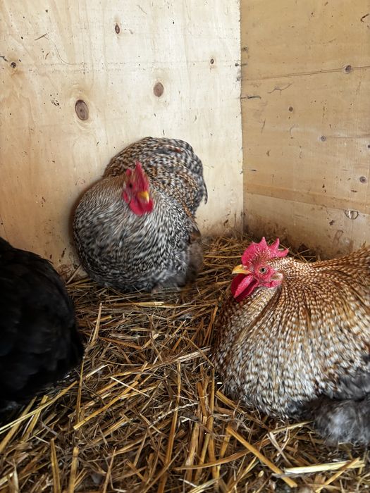 Cocosi cochinchina pitic