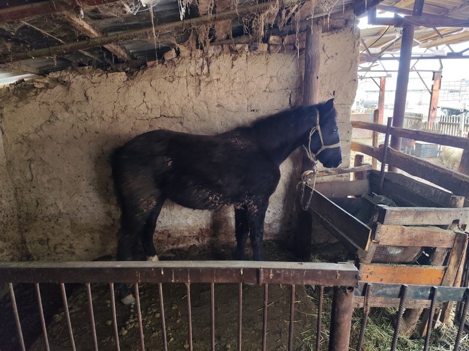 Еркек тай қолға жуас