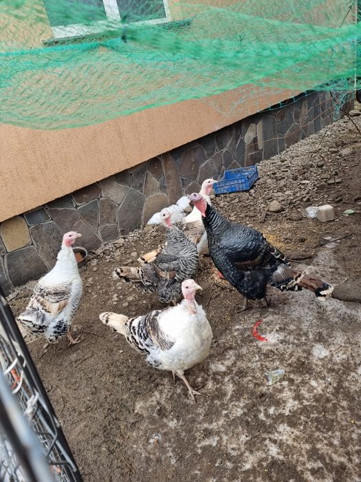 Oua curci pentru incubat