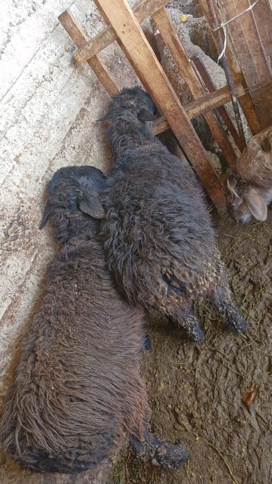 Продам 2 кошкара баран