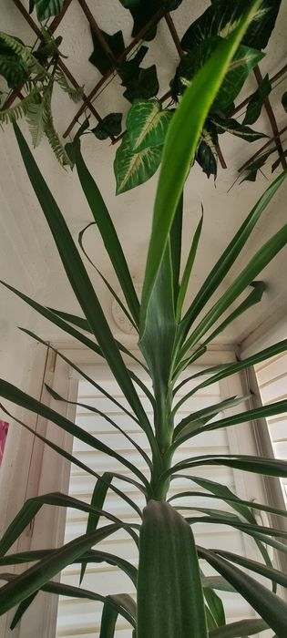 Yucca naturala 2.8 m