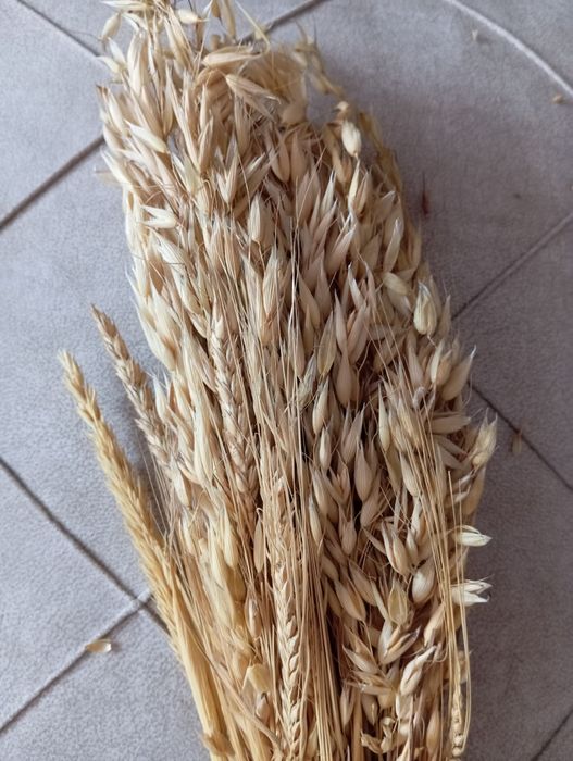 Пшеница, овёс для украшения и поделок.