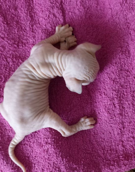 Котята донского сфинкса