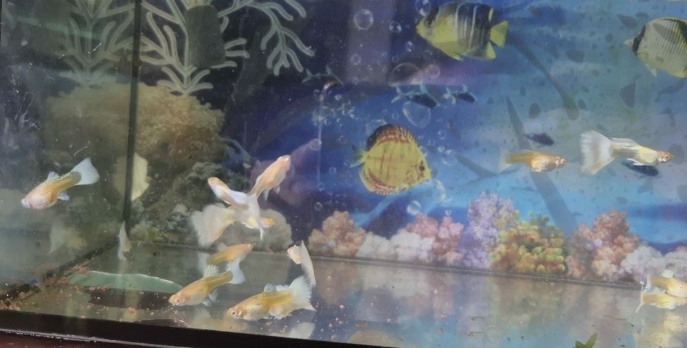 Гуппи платина (белые)