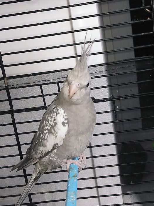 Кореллы безщекие