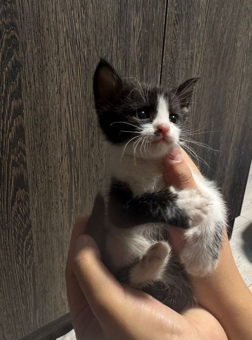 Продам котят добрым людям