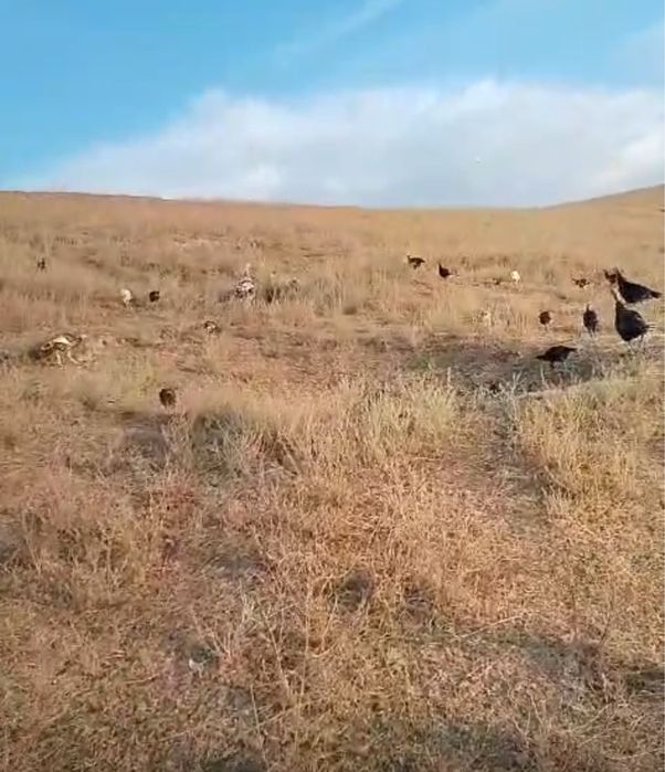 Мясо индейки с пастбища Дегерес