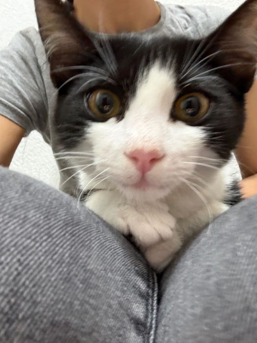 Pixel, motanel pentru adoptie