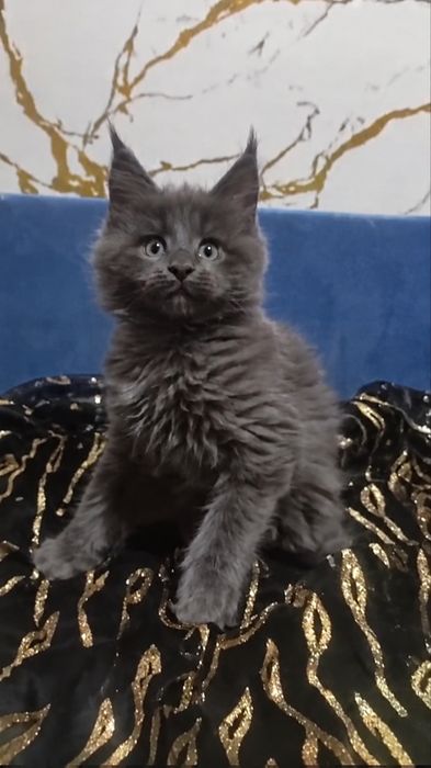 Мейн Кун котятки