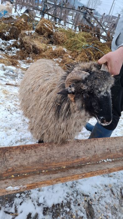 Vind berbecuț din vara